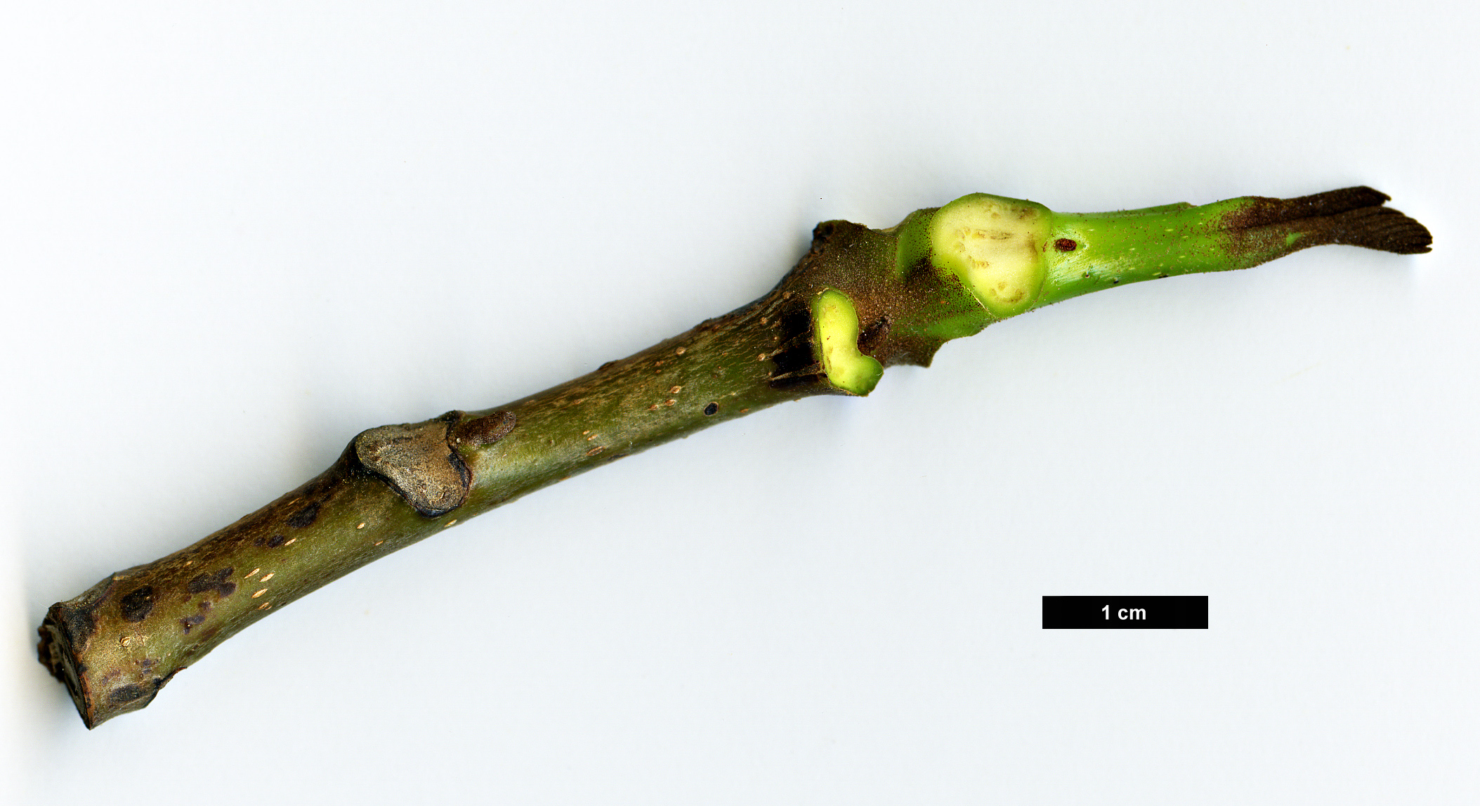 High resolution image: Family: Juglandaceae - Genus: Pterocarya - Taxon: tonkinensis